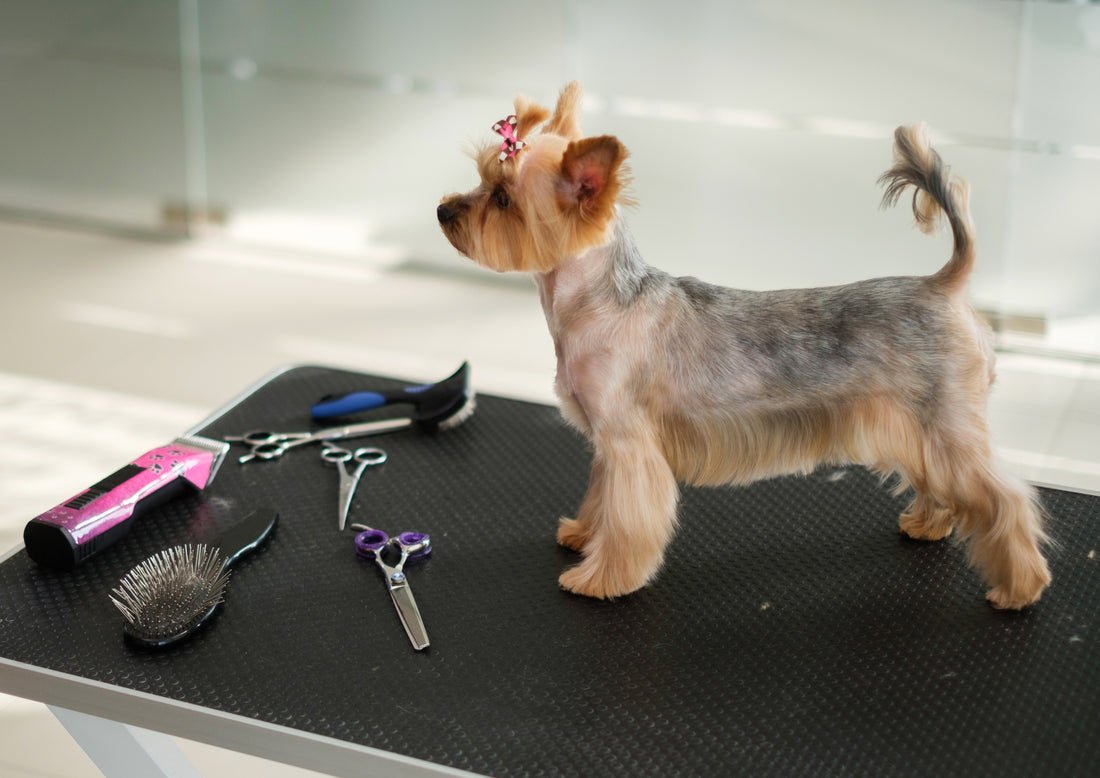 The Ultimate Guide to Pet-Friendly Cleaning Products