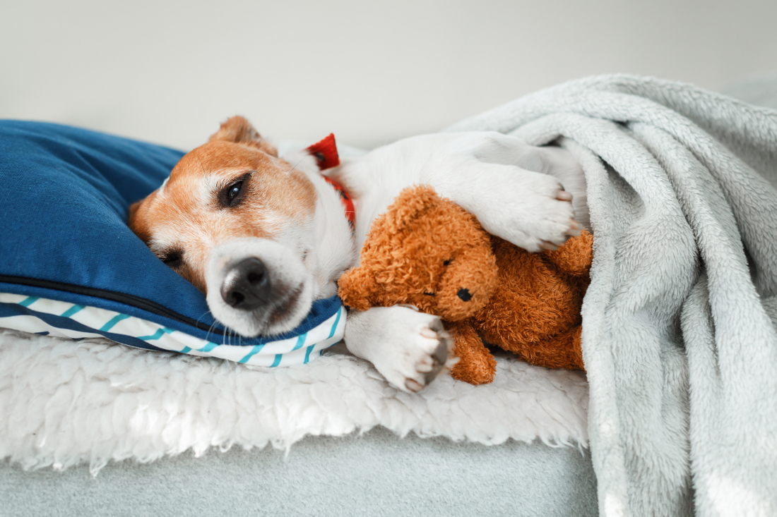 DIY Dog Toys Fun and Affordable Ideas for Your Pup