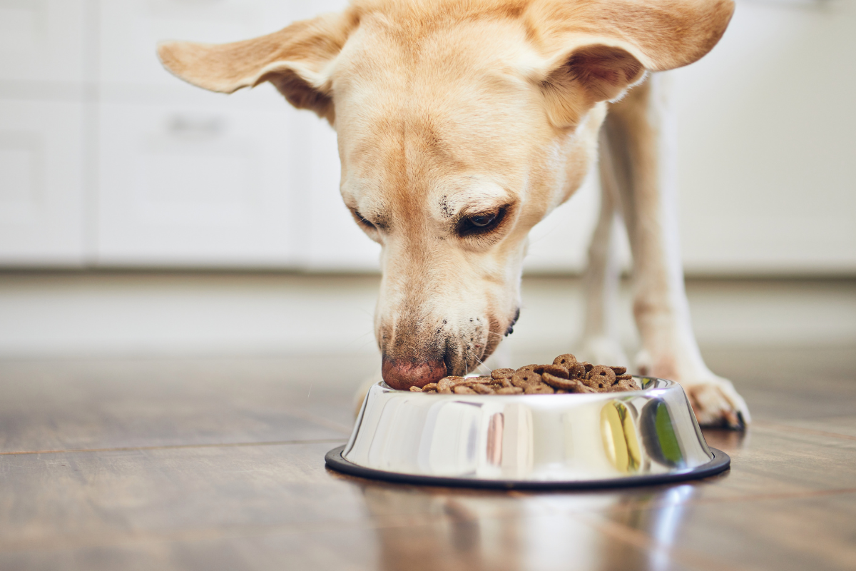 Understanding Your Dog's Dietary Needs